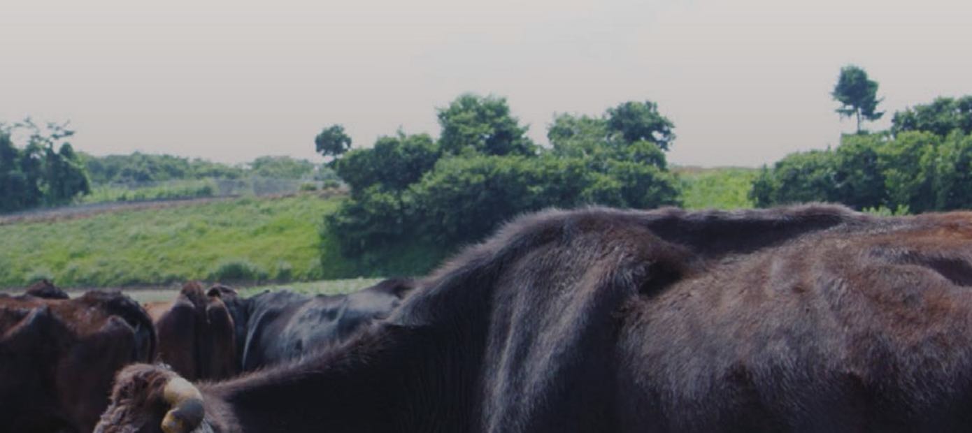 Kuroge-Wagyu-Herde auf der Toriyama Farm am Fuss des Mt. Akagi